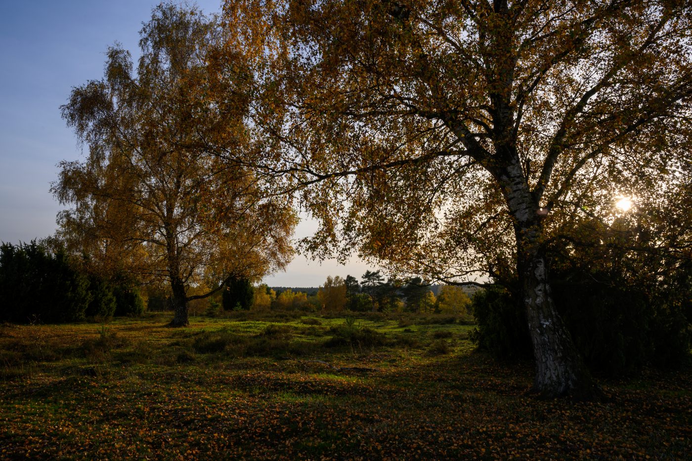 Die Lüneburger Heide in goldenem Herbstlicht