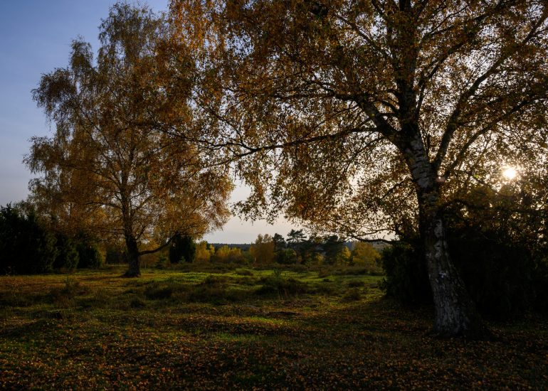 Die Lüneburger Heide in goldenem Herbstlicht