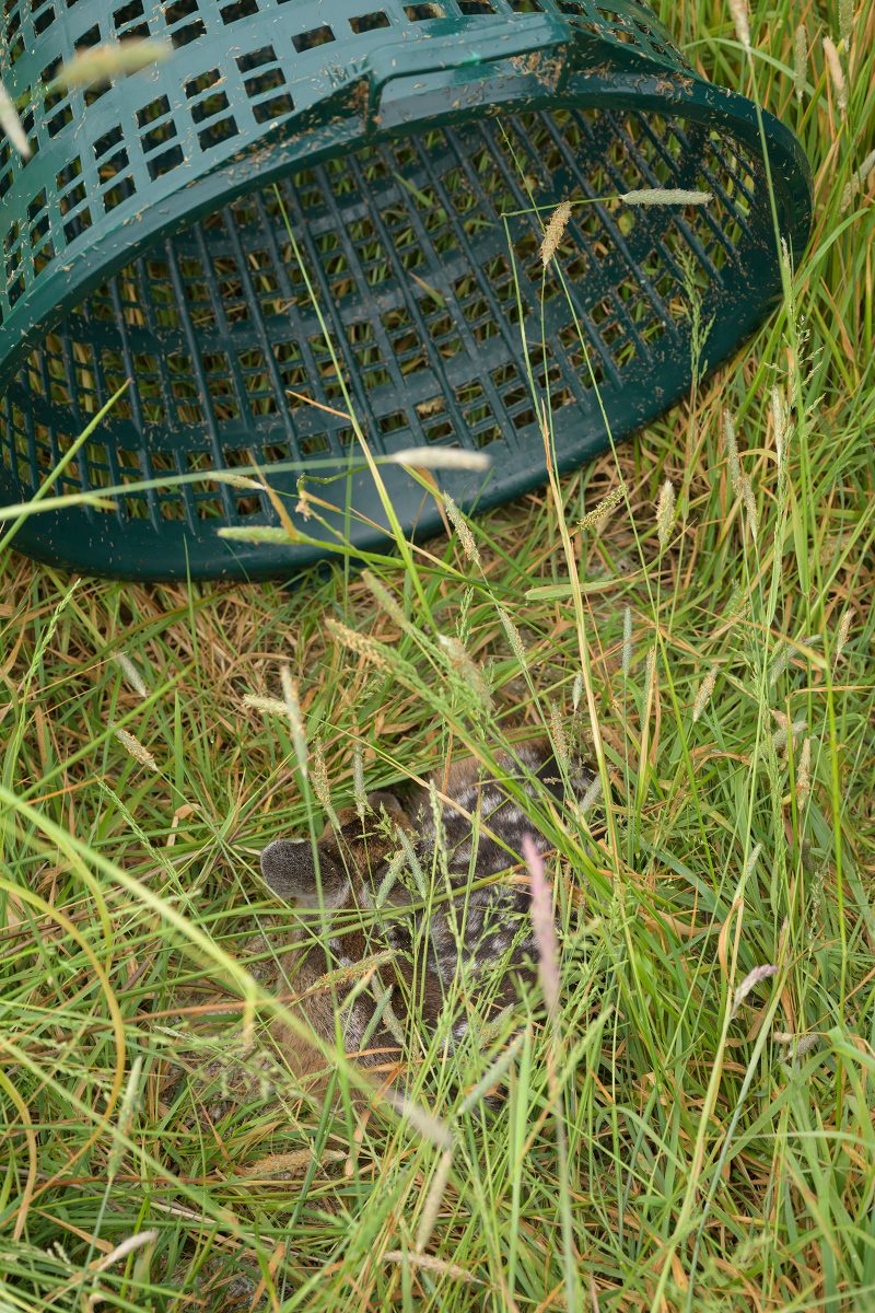 Rehkitzrettung Tarbek, © Dirk Heurich, dirksn.com