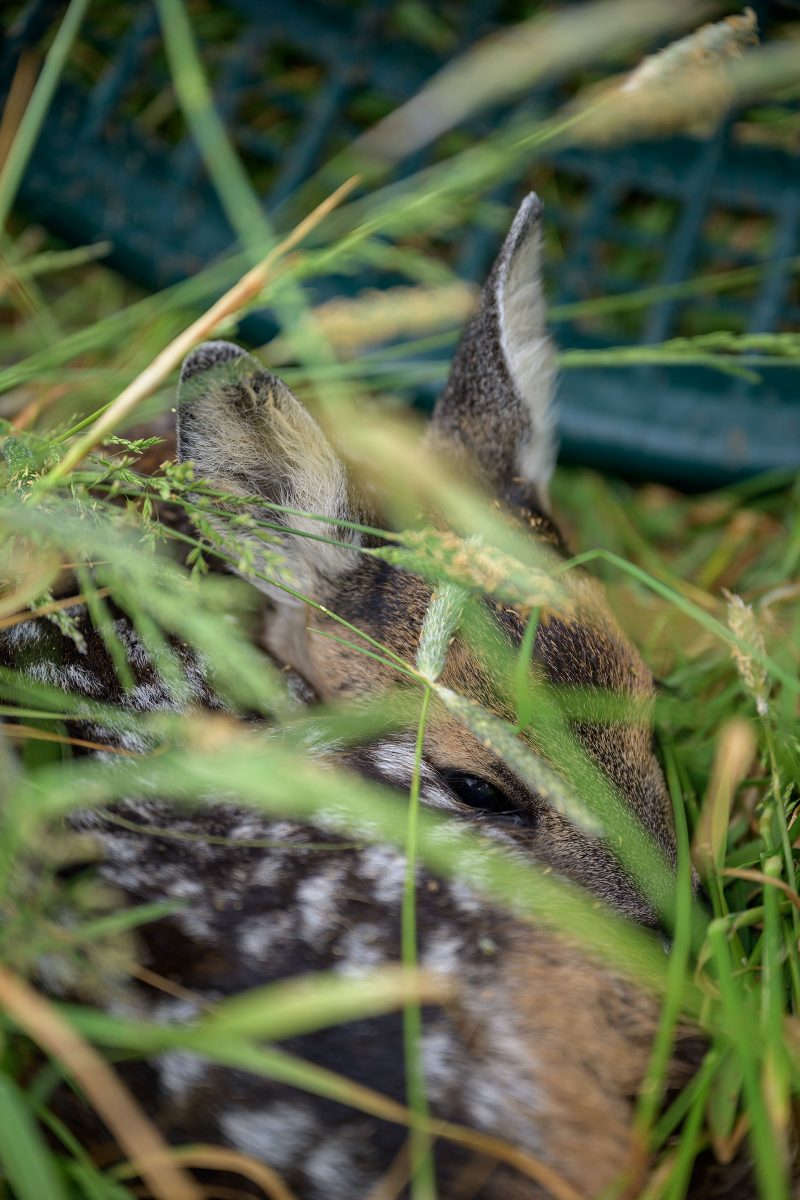 Rehkitzrettung Tarbek, © Dirk Heurich, dirksn.com
