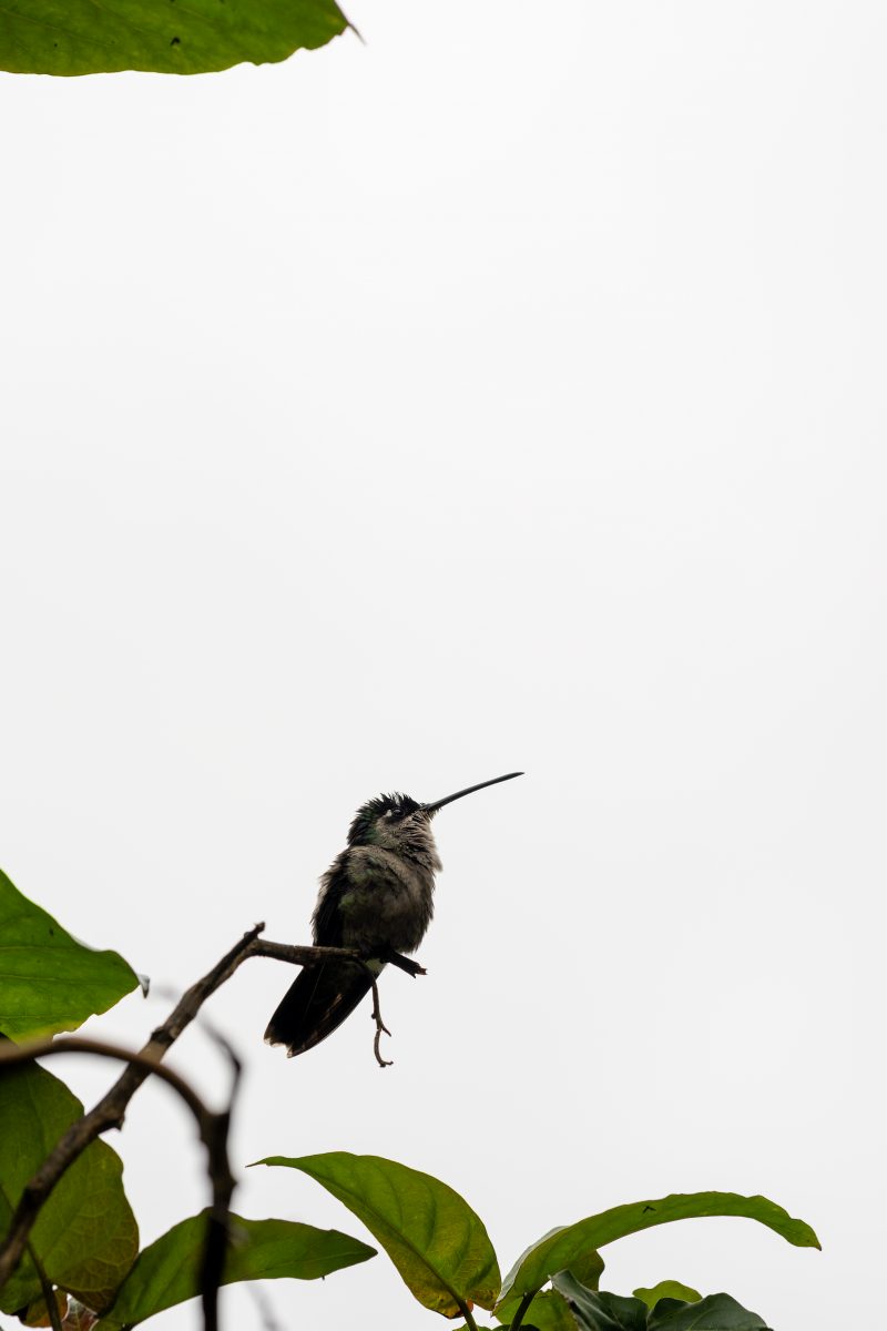 San Gerardo de Dota, Costa Rica, 2024, © Dirk Heurich, dirksn.com