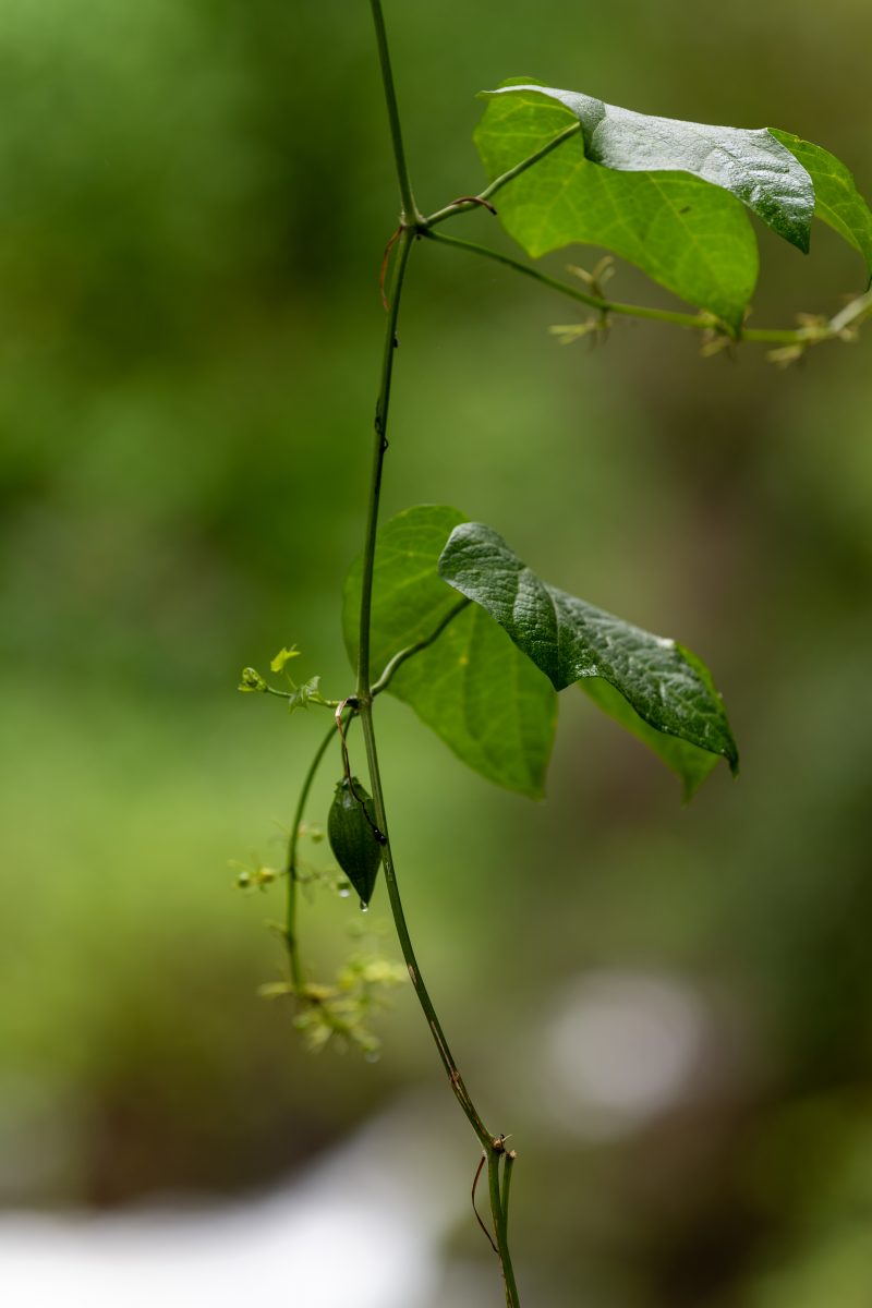 San Gerardo de Dota, Costa Rica, 2024, © Dirk Heurich, dirksn.com