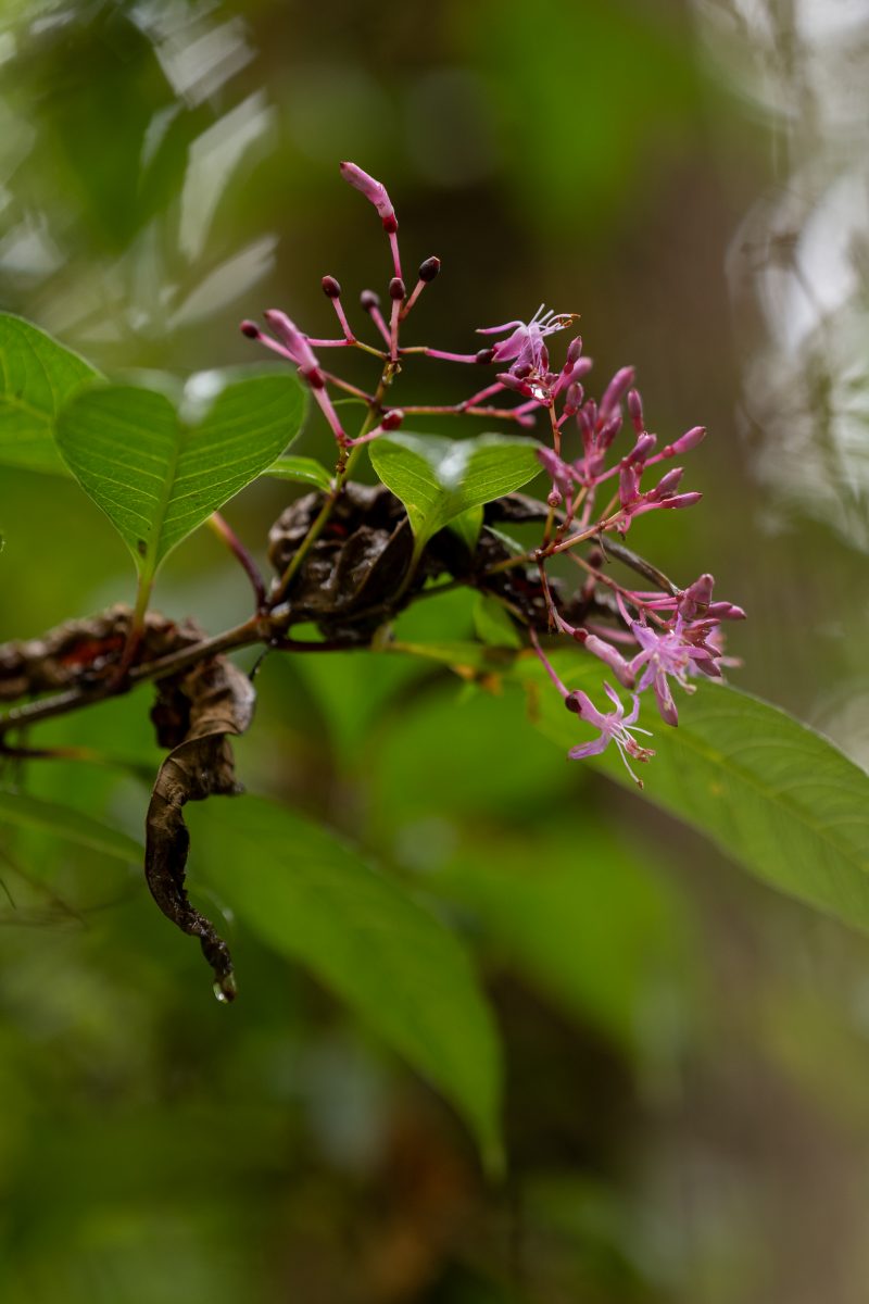 San Gerardo de Dota, Costa Rica, 2024, © Dirk Heurich, dirksn.com