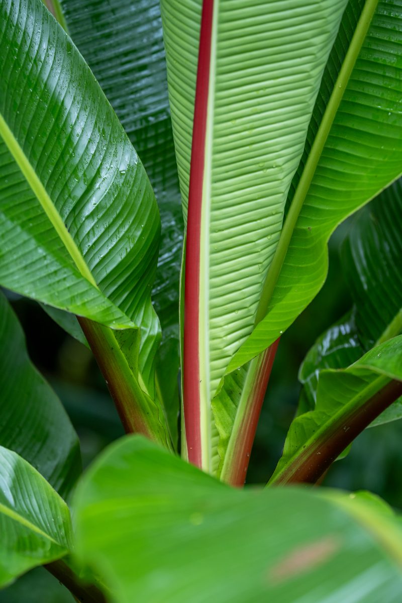 San Gerardo de Dota, Costa Rica, 2024, © Dirk Heurich, dirksn.com