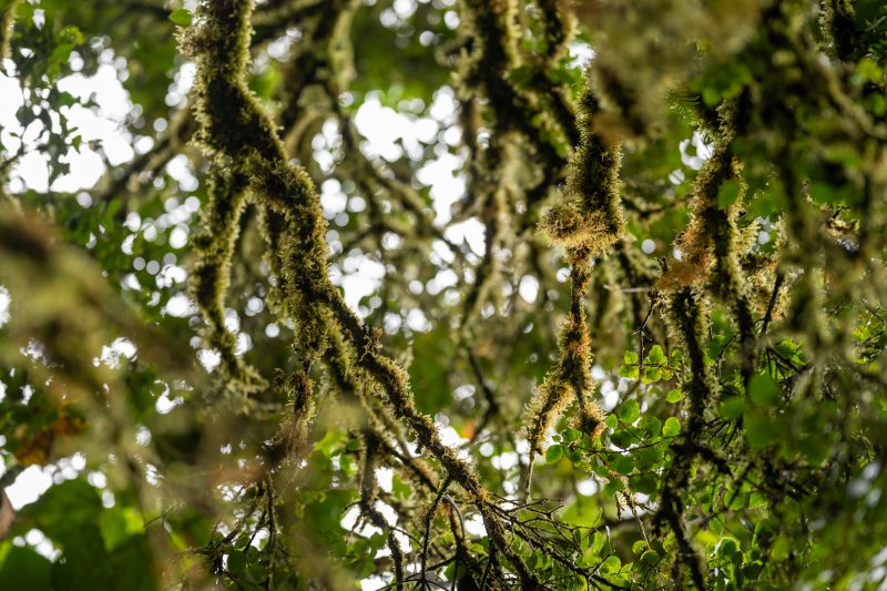 San Gerardo de Dota, Costa Rica, 2024, © Dirk Heurich, dirksn.com