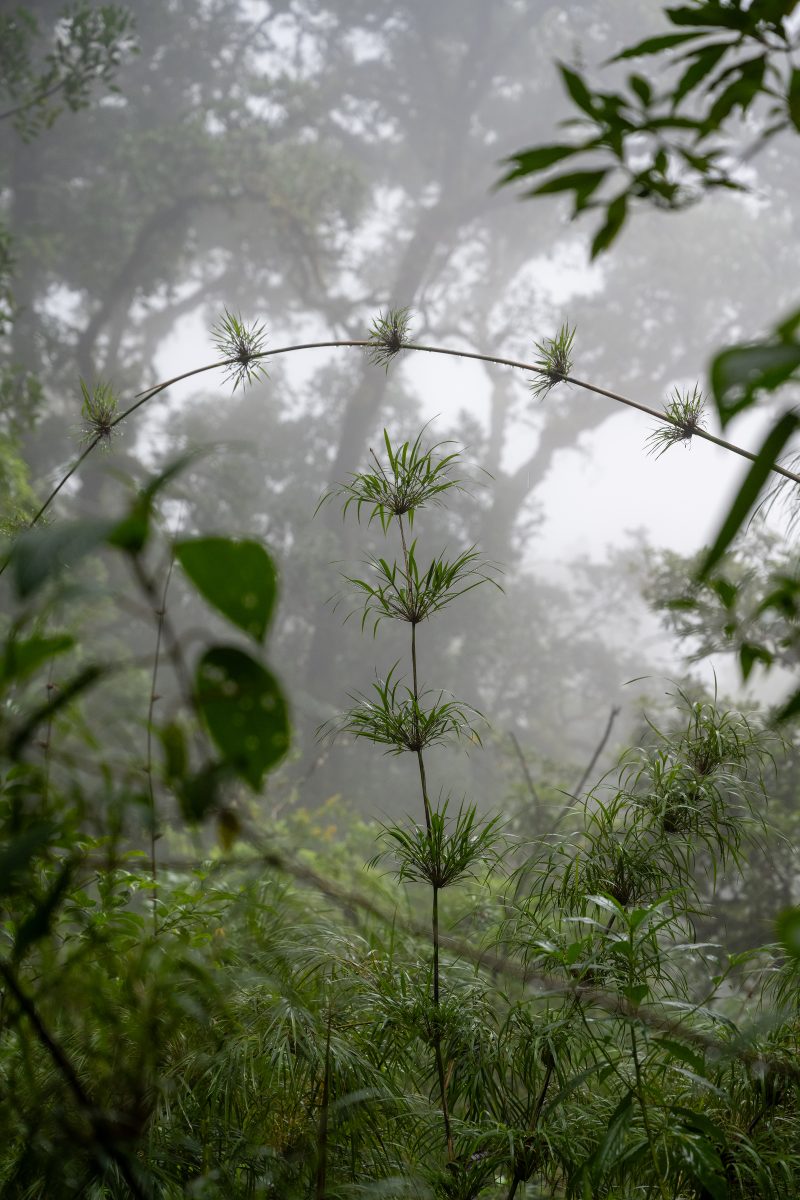 San Gerardo de Dota, Costa Rica, 2024, © Dirk Heurich, dirksn.com