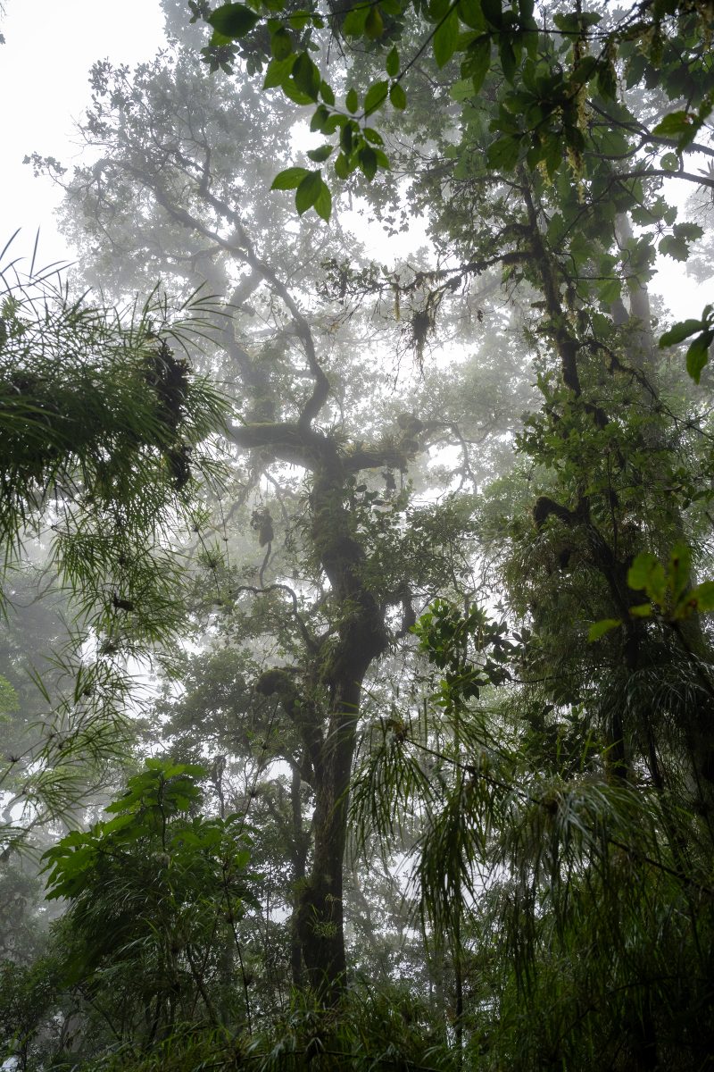 San Gerardo de Dota, Costa Rica, 2024, © Dirk Heurich, dirksn.com