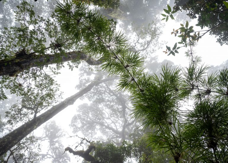 San Gerardo de Dota, Costa Rica, 2024, © Dirk Heurich, dirksn.com