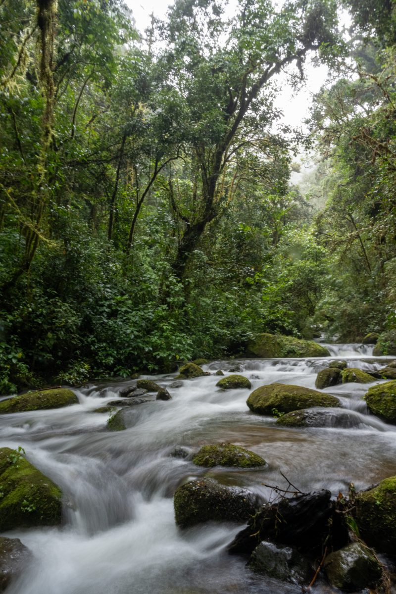 San Gerardo de Dota, Costa Rica, 2024, © Dirk Heurich, dirksn.com