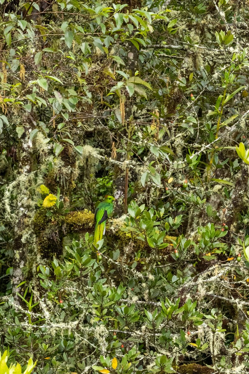 San Gerardo de Dota, Costa Rica, 2024, © Dirk Heurich, dirksn.com