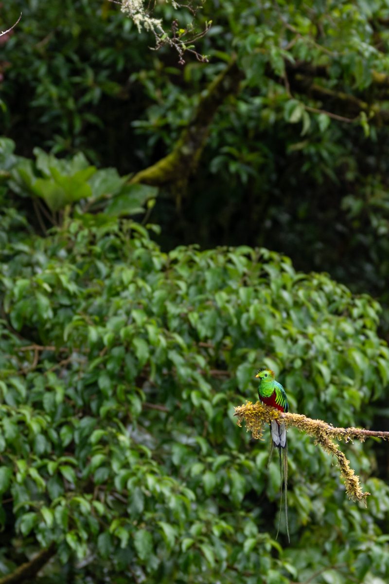 San Gerardo de Dota, Costa Rica, 2024, © Dirk Heurich, dirksn.com