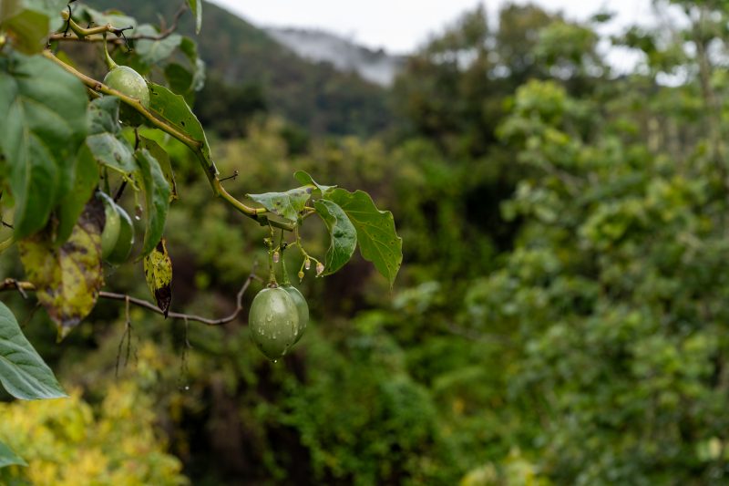 San Gerardo de Dota, Costa Rica, 2024, © Dirk Heurich, dirksn.com