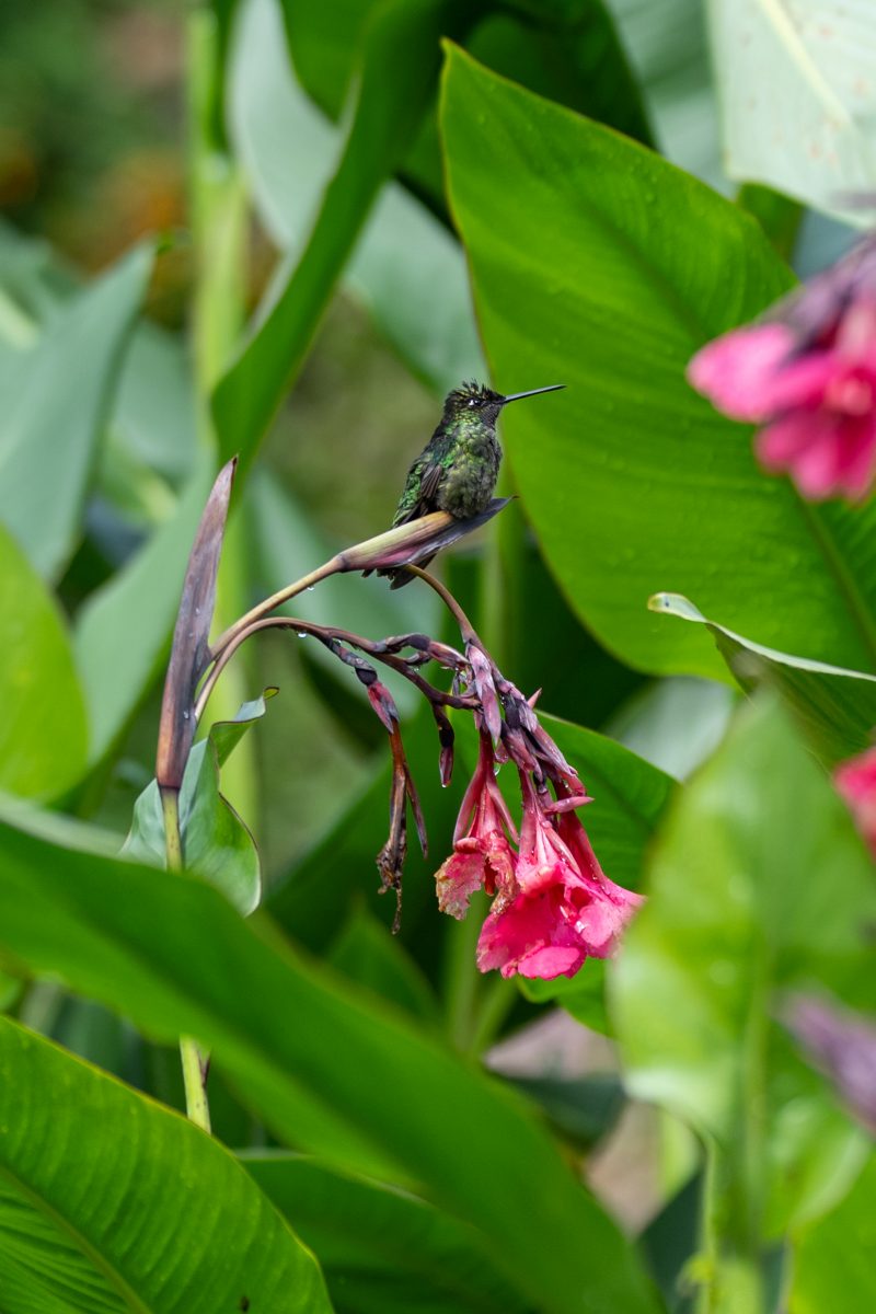 San Gerardo de Dota, Costa Rica, 2024, © Dirk Heurich, dirksn.com