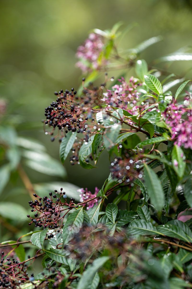 San Gerardo de Dota, Costa Rica, 2024, © Dirk Heurich, dirksn.com