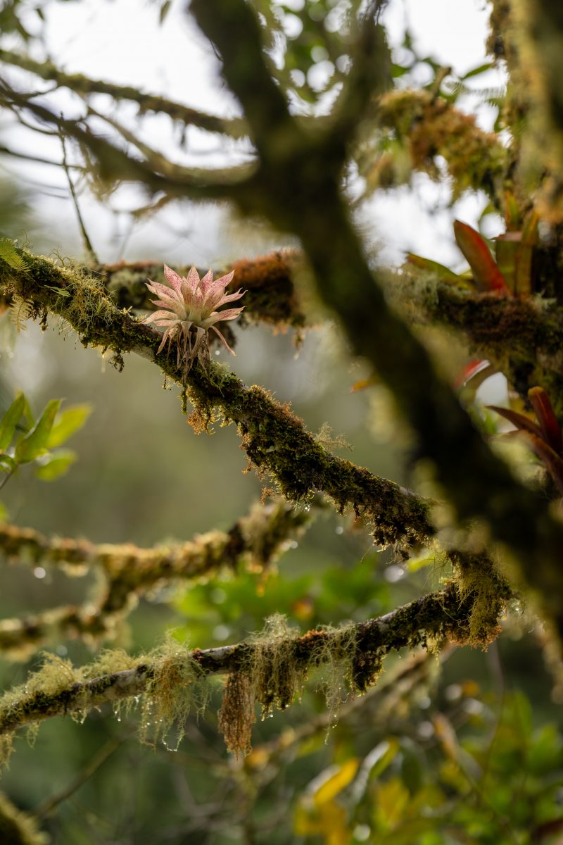 San Gerardo de Dota, Costa Rica, 2024, © Dirk Heurich, dirksn.com