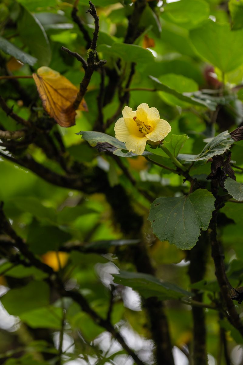 San Gerardo de Dota, Costa Rica, 2024, © Dirk Heurich, dirksn.com