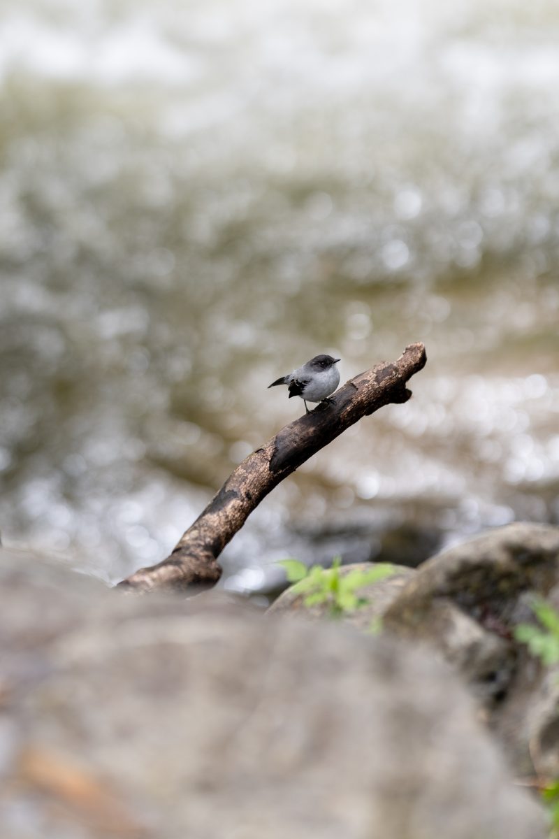 San Gerardo de Dota, Costa Rica, 2024, © Dirk Heurich, dirksn.com