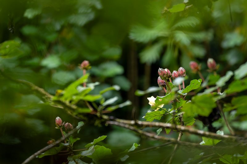 San Gerardo de Dota, Costa Rica, 2024, © Dirk Heurich, dirksn.com