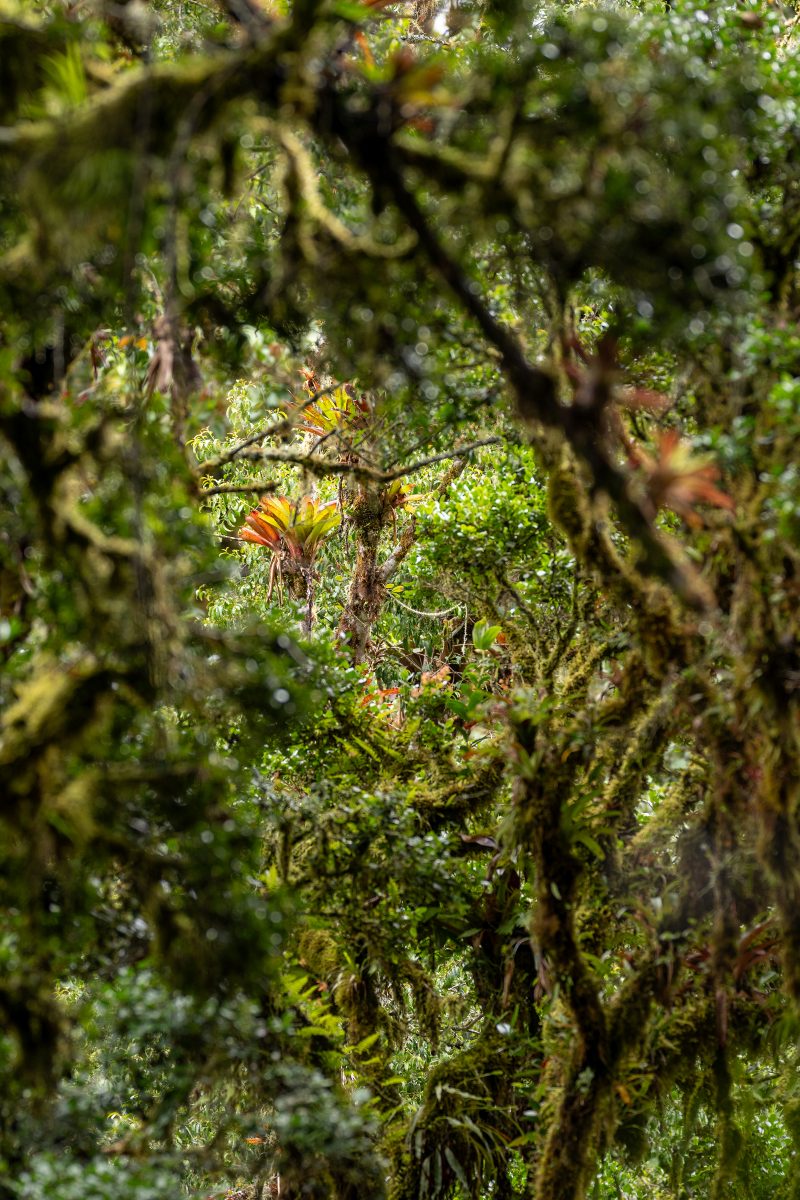 San Gerardo de Dota, Costa Rica, 2024, © Dirk Heurich, dirksn.com