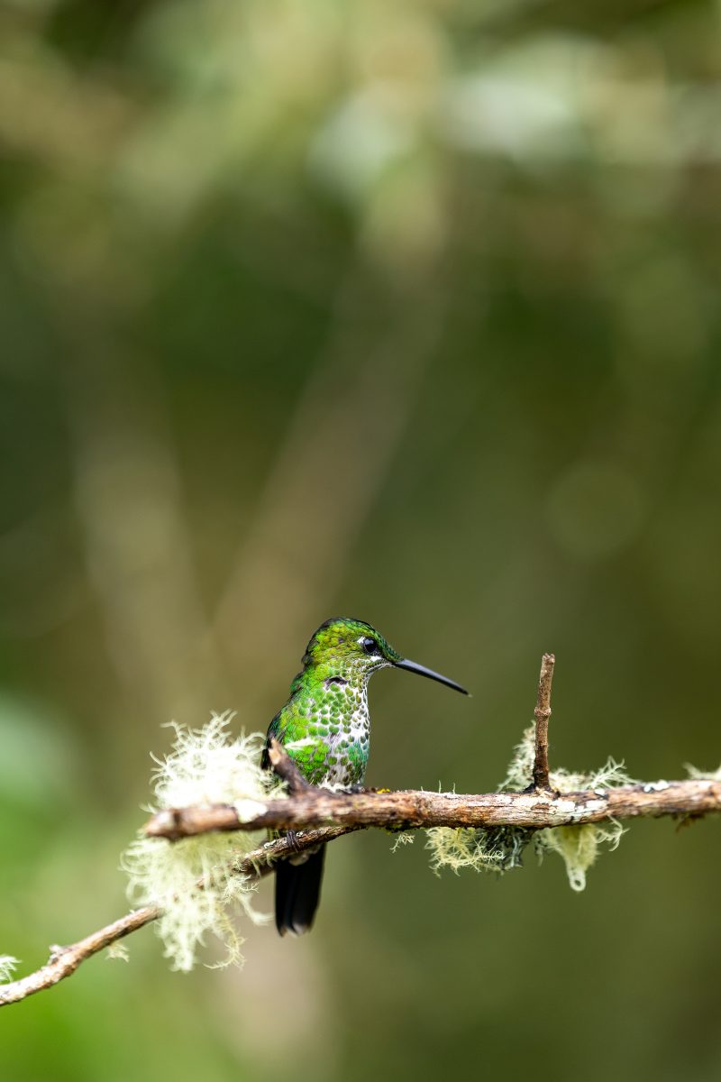 San Gerardo de Dota, Costa Rica, 2024, © Dirk Heurich, dirksn.com