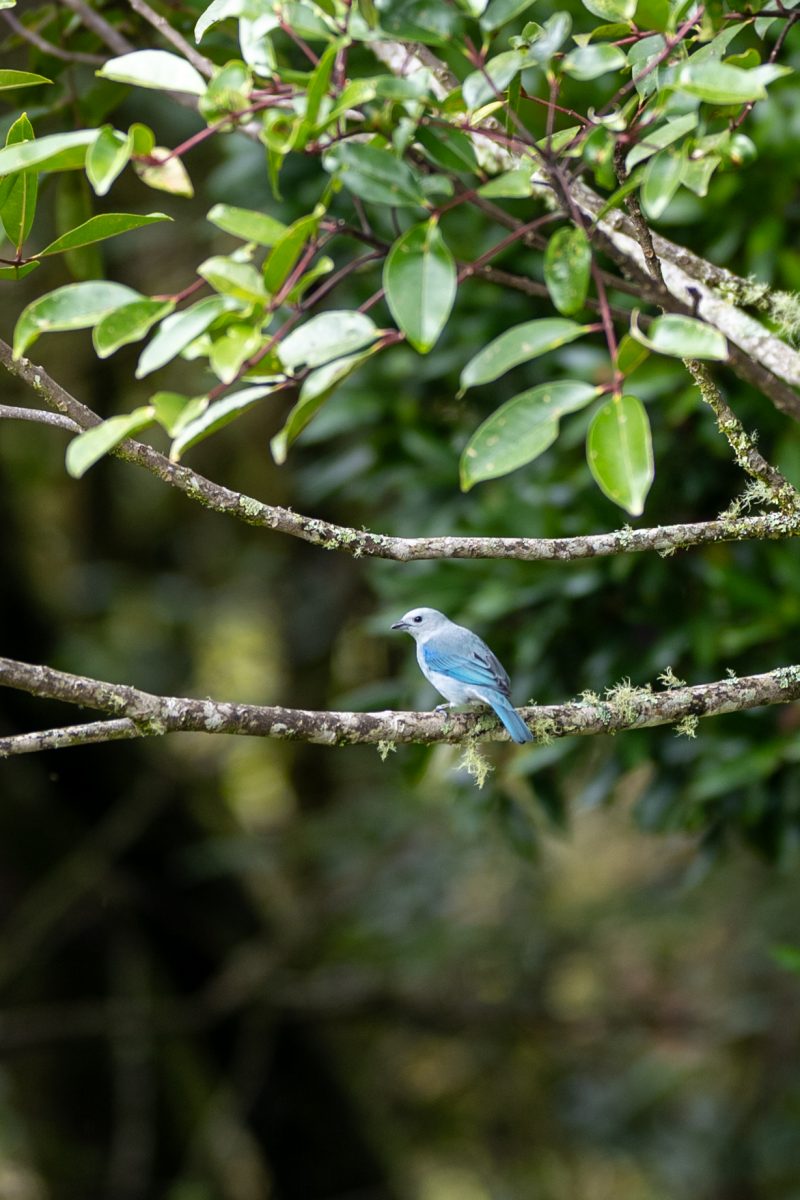 San Gerardo de Dota, Costa Rica, 2024, © Dirk Heurich, dirksn.com