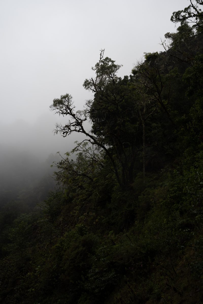 San Gerardo de Dota, Costa Rica, 2024, © Dirk Heurich, dirksn.com