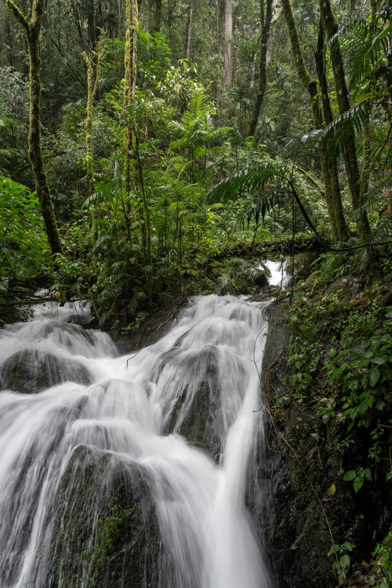 San Gerardo de Dota, Costa Rica, 2024, © Dirk Heurich, dirksn.com