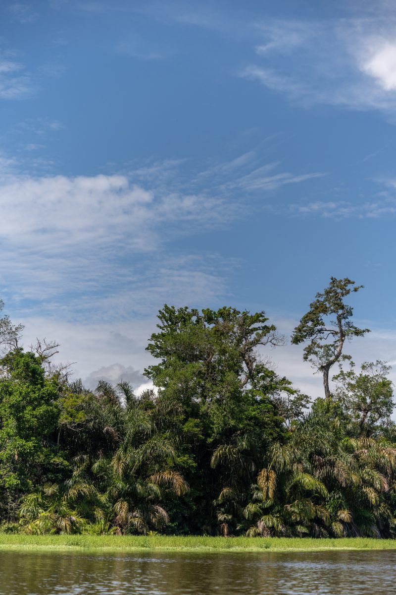 Baby turtle making its way across sandy beach to the ocean. Tortuguero, Costa Rica 2024, © Dirk Heurich, dirksn.com