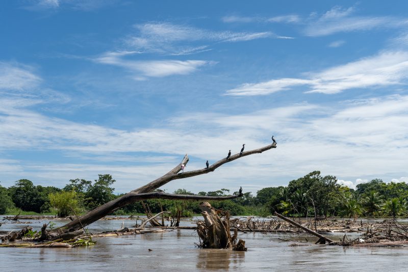 Baby turtle making its way across sandy beach to the ocean. Tortuguero, Costa Rica 2024, © Dirk Heurich, dirksn.com