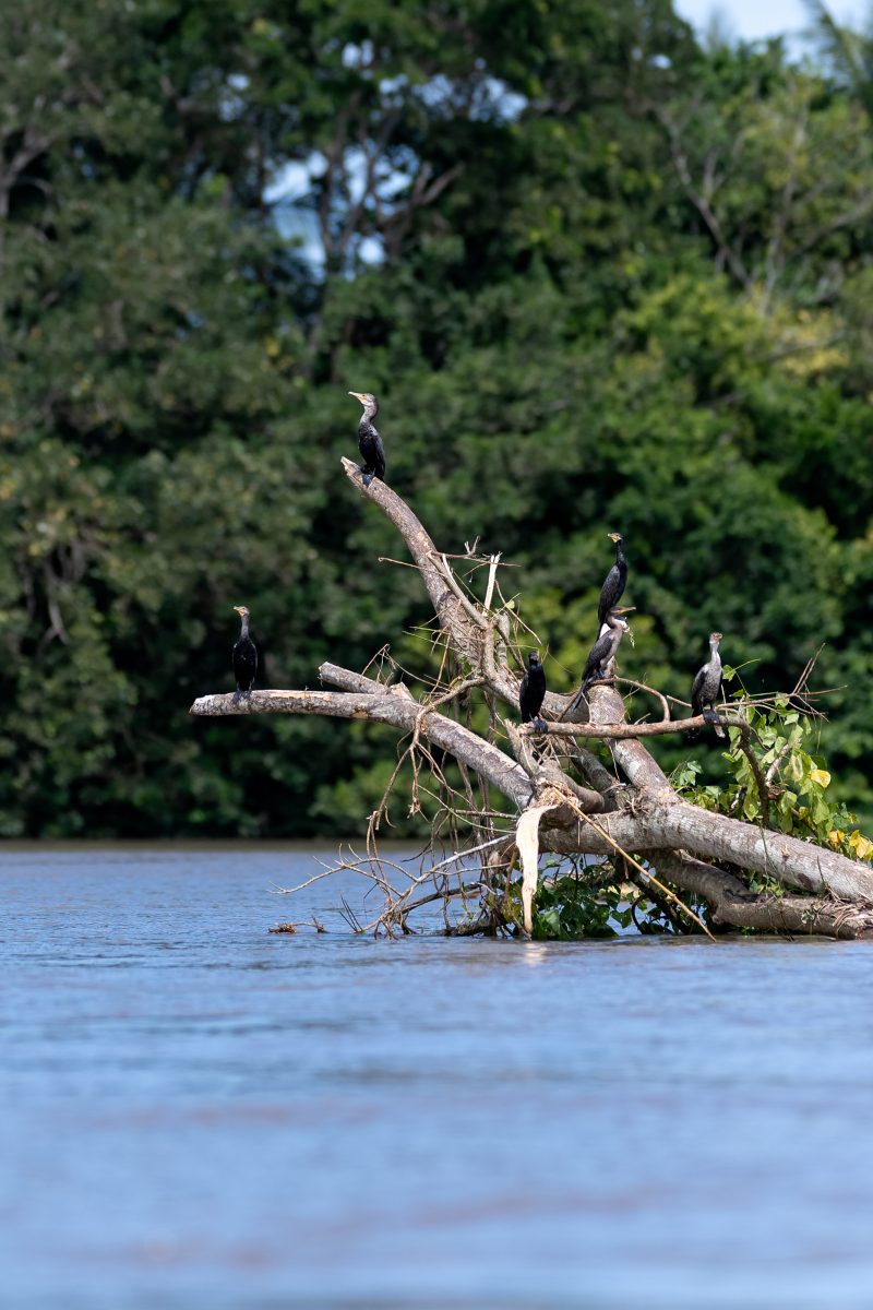 Baby turtle making its way across sandy beach to the ocean. Tortuguero, Costa Rica 2024, © Dirk Heurich, dirksn.com