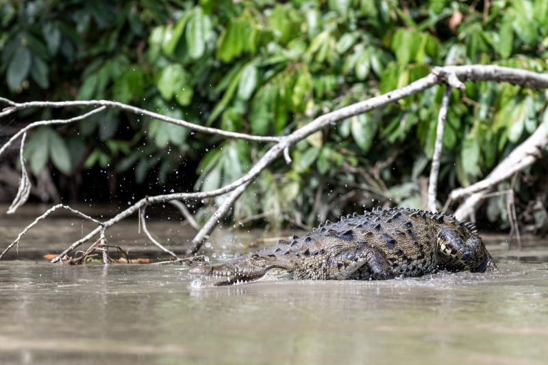 Baby turtle making its way across sandy beach to the ocean. Tortuguero, Costa Rica 2024, © Dirk Heurich, dirksn.com
