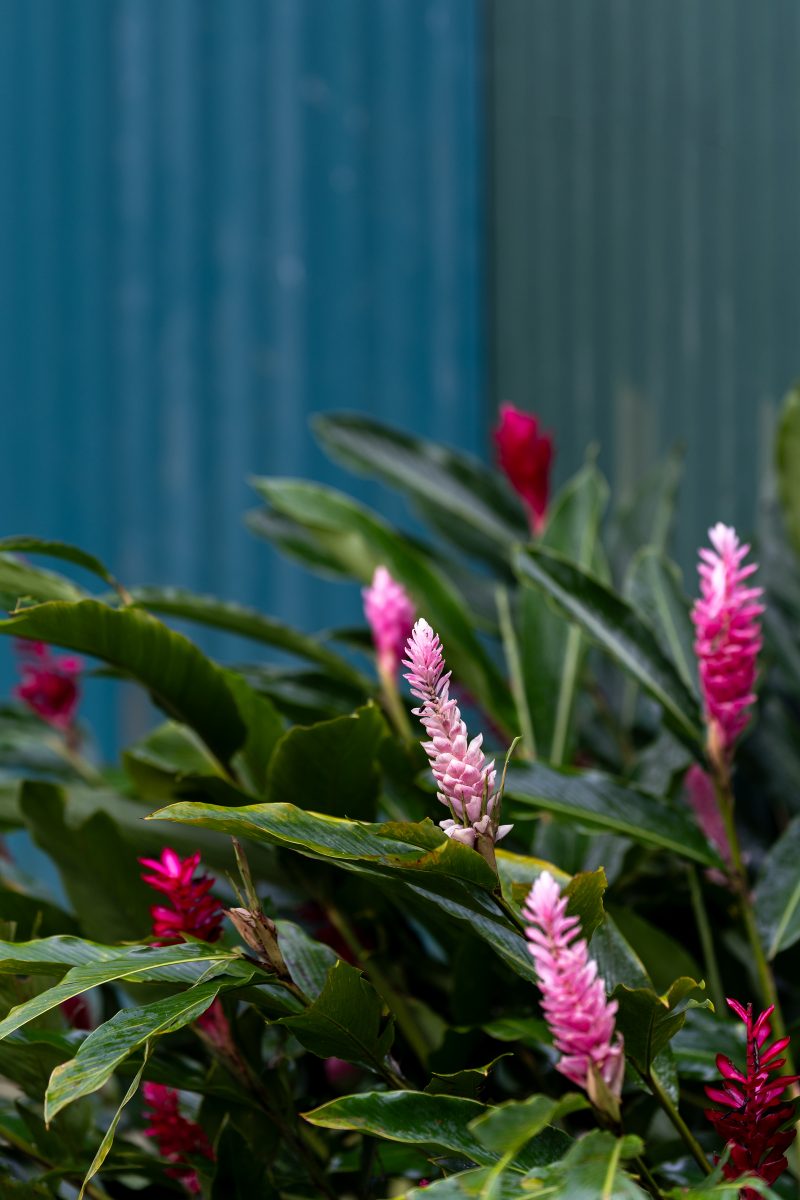 Baby turtle making its way across sandy beach to the ocean. Tortuguero, Costa Rica 2024, © Dirk Heurich, dirksn.com