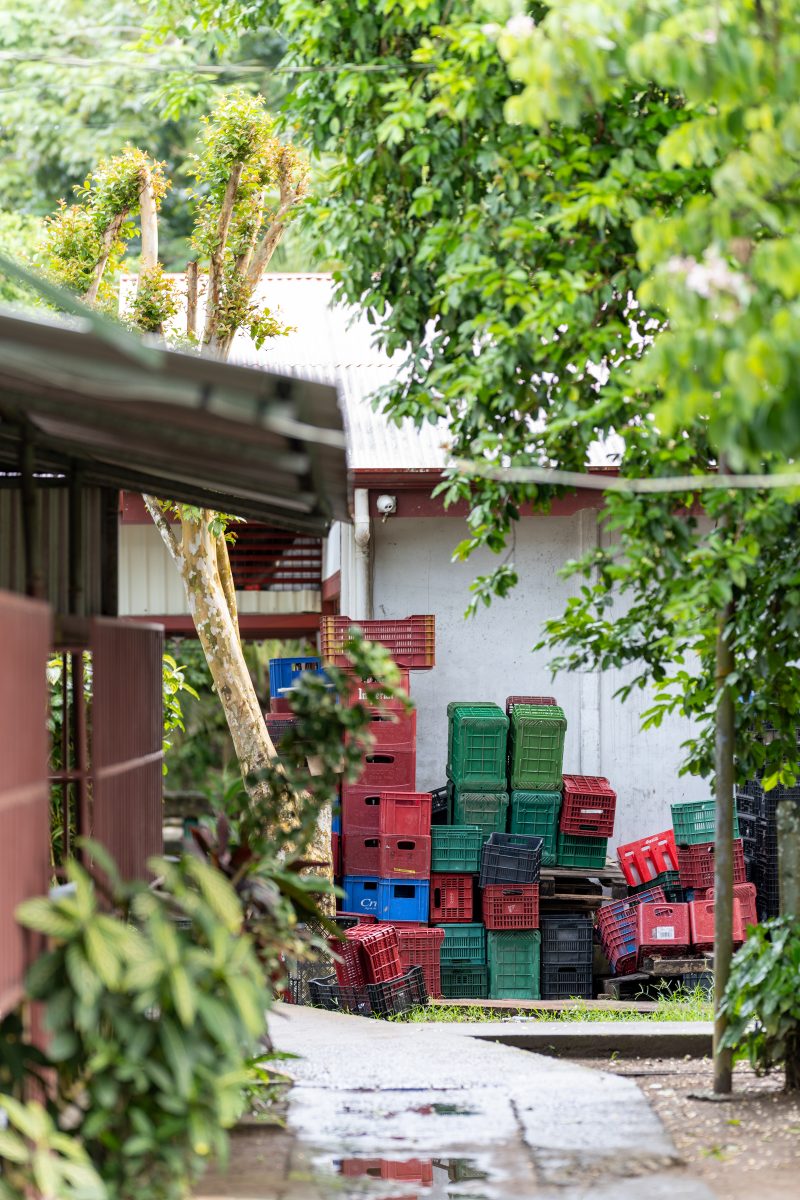 Baby turtle making its way across sandy beach to the ocean. Tortuguero, Costa Rica 2024, © Dirk Heurich, dirksn.com