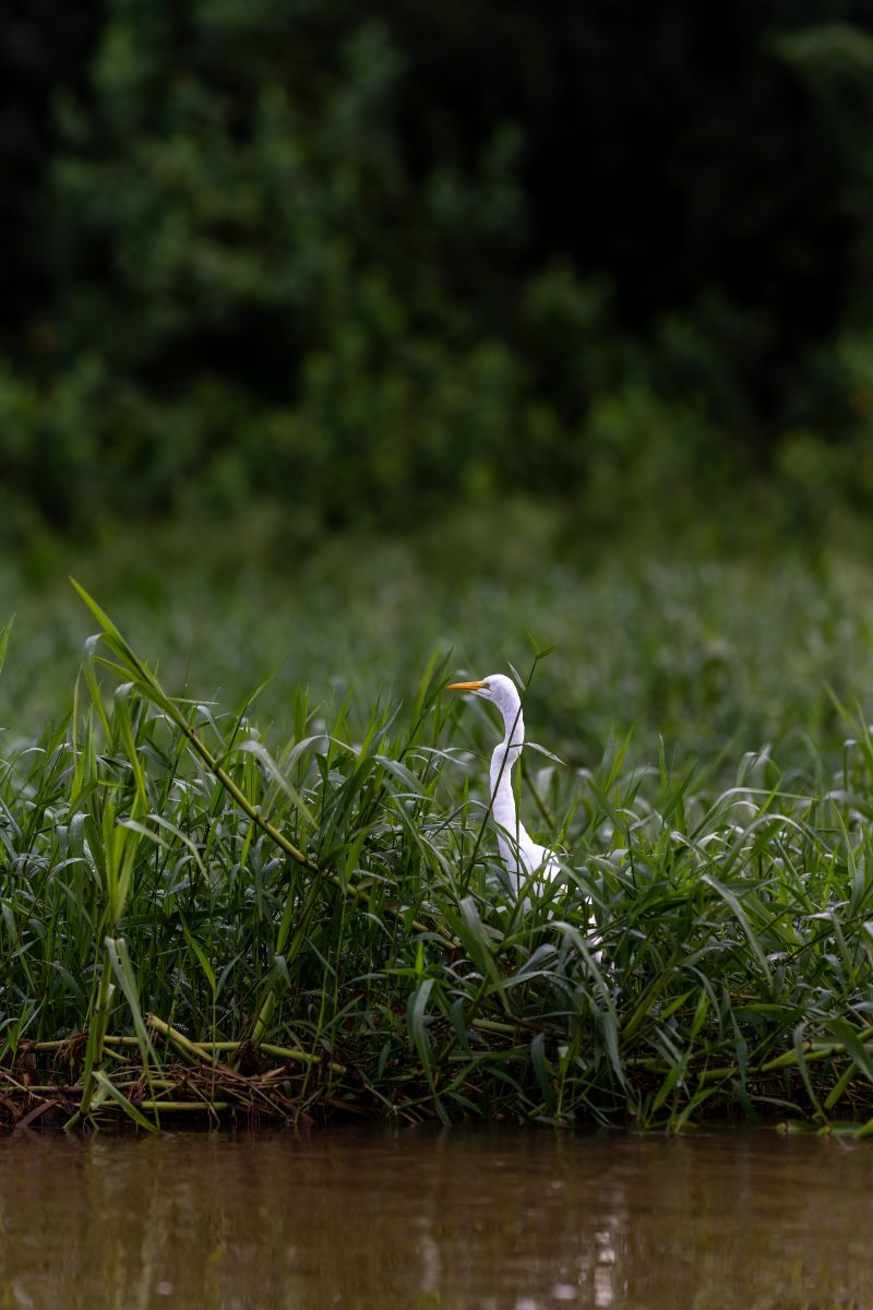 Baby turtle making its way across sandy beach to the ocean. Tortuguero, Costa Rica 2024, © Dirk Heurich, dirksn.com