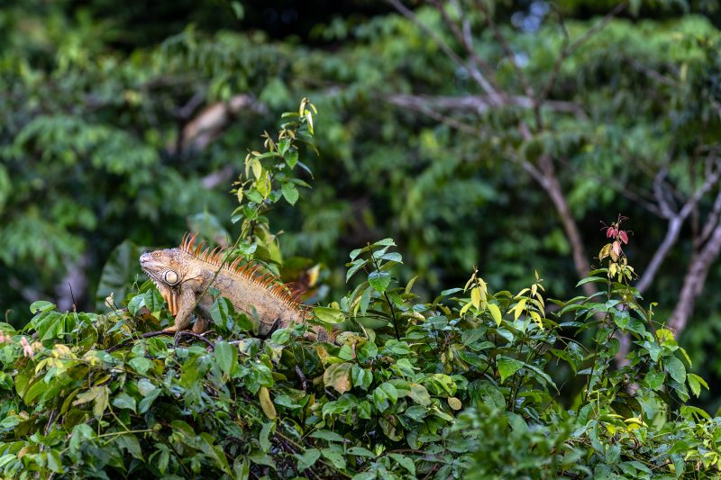 Baby turtle making its way across sandy beach to the ocean. Tortuguero, Costa Rica 2024, © Dirk Heurich, dirksn.com
