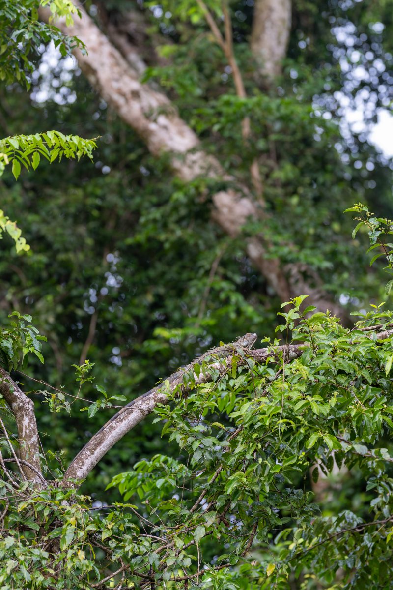 Baby turtle making its way across sandy beach to the ocean. Tortuguero, Costa Rica 2024, © Dirk Heurich, dirksn.com