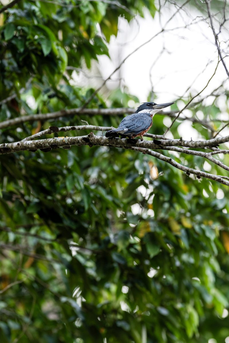 Baby turtle making its way across sandy beach to the ocean. Tortuguero, Costa Rica 2024, © Dirk Heurich, dirksn.com