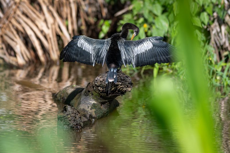 Baby turtle making its way across sandy beach to the ocean. Tortuguero, Costa Rica 2024, © Dirk Heurich, dirksn.com