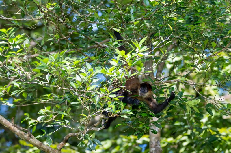Baby turtle making its way across sandy beach to the ocean. Tortuguero, Costa Rica 2024, © Dirk Heurich, dirksn.com
