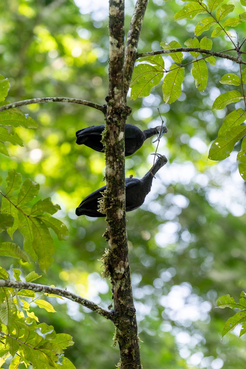 Baby turtle making its way across sandy beach to the ocean. Tortuguero, Costa Rica 2024, © Dirk Heurich, dirksn.com
