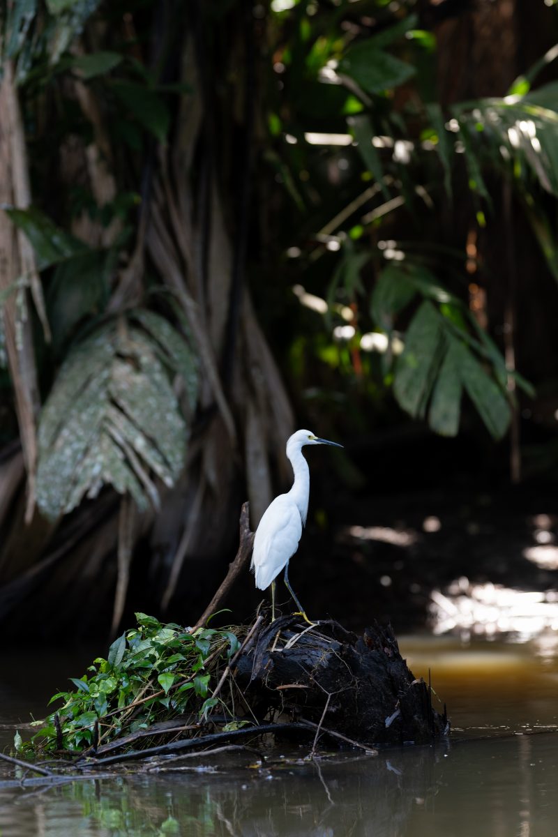 Baby turtle making its way across sandy beach to the ocean. Tortuguero, Costa Rica 2024, © Dirk Heurich, dirksn.com