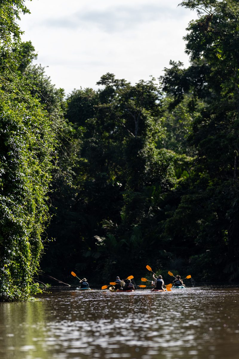 Baby turtle making its way across sandy beach to the ocean. Tortuguero, Costa Rica 2024, © Dirk Heurich, dirksn.com