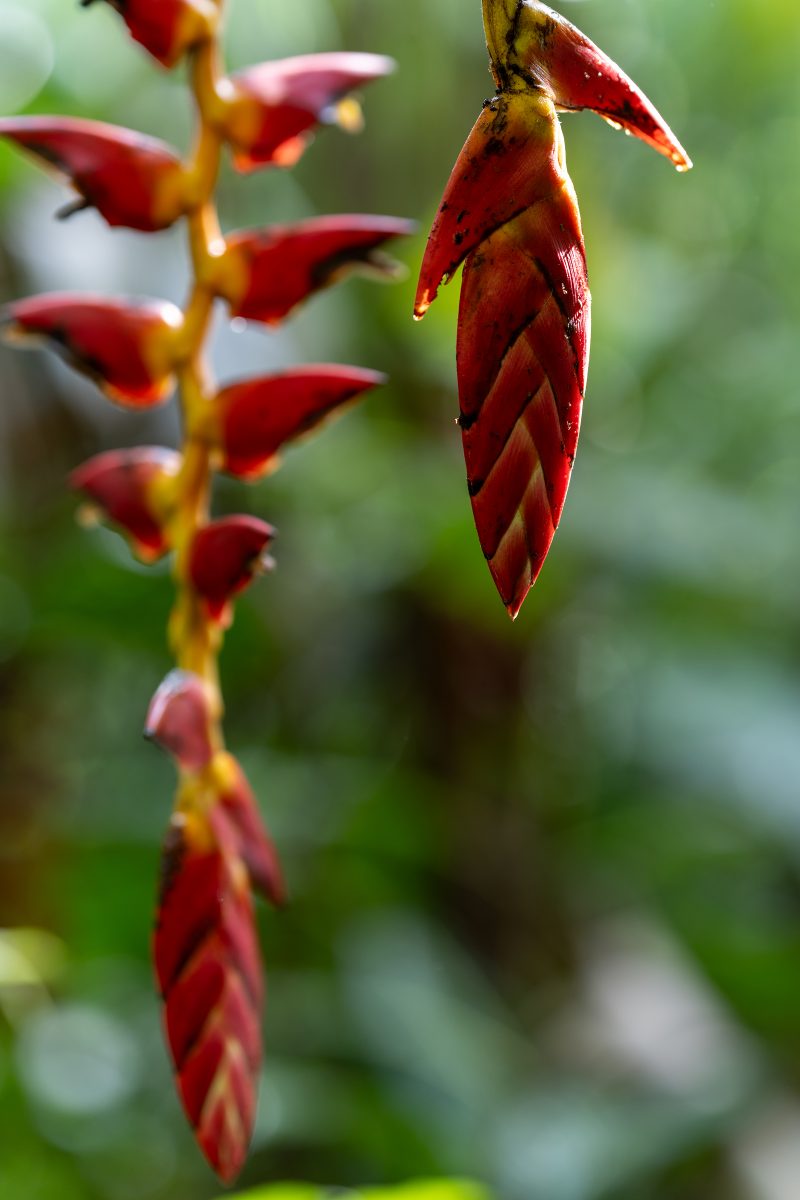 Baby turtle making its way across sandy beach to the ocean. Tortuguero, Costa Rica 2024, © Dirk Heurich, dirksn.com