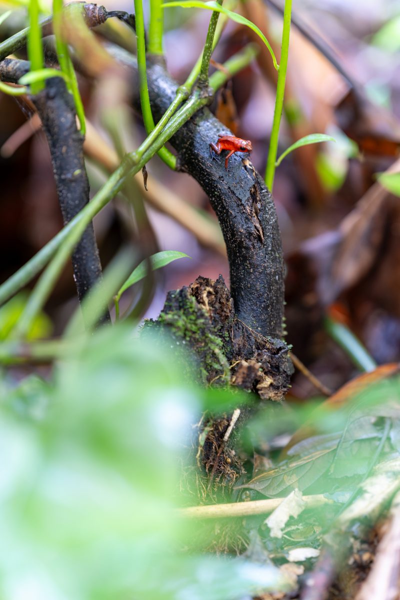 Baby turtle making its way across sandy beach to the ocean. Tortuguero, Costa Rica 2024, © Dirk Heurich, dirksn.com