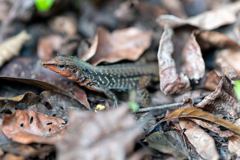 Baby turtle making its way across sandy beach to the ocean. Tortuguero, Costa Rica 2024, © Dirk Heurich, dirksn.com