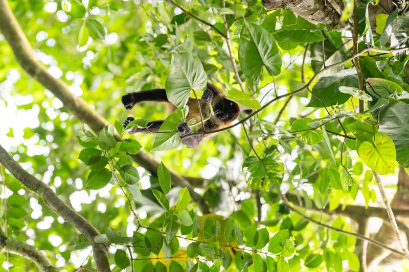 Baby turtle making its way across sandy beach to the ocean. Tortuguero, Costa Rica 2024, © Dirk Heurich, dirksn.com