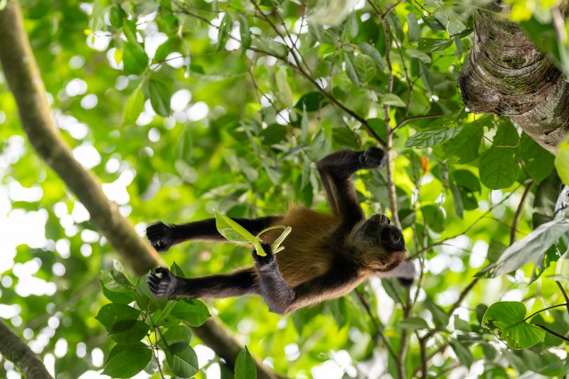 Baby turtle making its way across sandy beach to the ocean. Tortuguero, Costa Rica 2024, © Dirk Heurich, dirksn.com