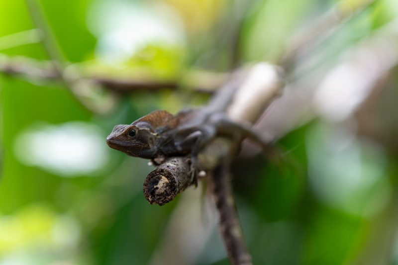 Baby turtle making its way across sandy beach to the ocean. Tortuguero, Costa Rica 2024, © Dirk Heurich, dirksn.com