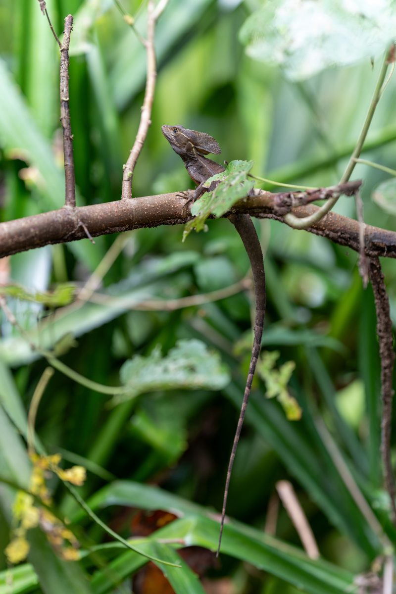 Baby turtle making its way across sandy beach to the ocean. Tortuguero, Costa Rica 2024, © Dirk Heurich, dirksn.com