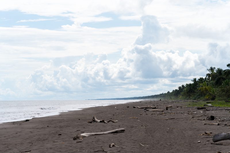 Baby turtle making its way across sandy beach to the ocean. Tortuguero, Costa Rica 2024, © Dirk Heurich, dirksn.com